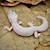 Leopard Gecko - Mack Snow/Leucistic  (SubAdult-Unsexed 0.0.1) (Eublepharus macularis).. SWATCH