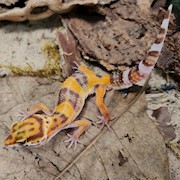 Leopard Gecko - Molten Lavender (Juvenile) (Eublepharis macularius) THUMBNAIL