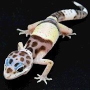 Leopard Gecko - West Indian (Juvenile) (Eublepharis fuscus) THUMBNAIL