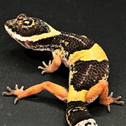 Leopard Gecko - East Indian (Juvenile) (Eublepharis hardwickii) THUMBNAIL