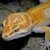 Leopard Gecko - A.P.T.O.R  (SubAdult-Unsexed 0.0.1) (Eublepharus macularis) SWATCH