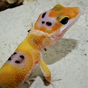 Leopard Gecko - Clown (Juvenile) (Eublepharis macularius) THUMBNAIL