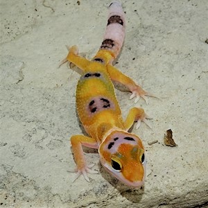 Leopard Gecko - Clown (Juvenile) (Eublepharis macularius) LARGE