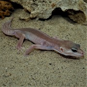 Leopard Gecko - Super Snow (Juvenile) (Eublepharis macularius) THUMBNAIL