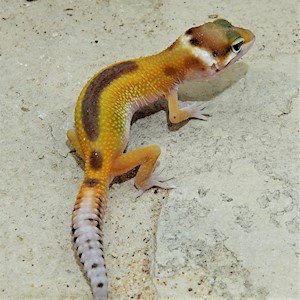 Leopard Gecko - Red Striped (Juvenile) (Eublepharis macularius) LARGE