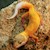 Leopard Gecko - Sunglow (Juvenile) (Eublepharis macularius) SWATCH