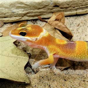 Leopard Gecko - Tangerine (Juvenile) (Eublepharis macularius) LARGE