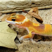 Tangerine Leopard Gecko (Juvenile) (Eublepharis macularius) THUMBNAIL