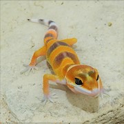 Leopard Gecko - Tangerine Tornado  (Juvenile-Unsexed 0.0.1) (Eublepharus macularis).. THUMBNAIL