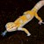 Leopard Gecko - A.P.T.O.R  (SubAdult-Unsexed 0.0.1) (Eublepharus macularis) SWATCH