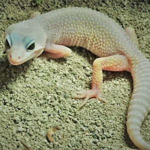 Leopard Gecko - Blizzard  (SubAdult-Unsexed 0.0.1) (Eublepharus macularis).. LARGE