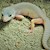 Leopard Gecko - Blizzard  (SubAdult-Unsexed 0.0.1) (Eublepharus macularis).. SWATCH