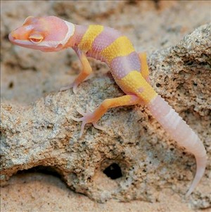 Leopard Gecko - Bubblegum  (Juvenile-Unsexed 0.0.1) (Eublepharus macularis).. LARGE