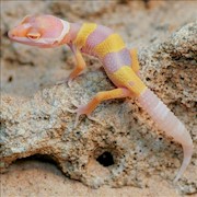 Leopard Gecko - Bubblegum (Juvenile) (Eublepharis macularius) THUMBNAIL