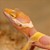 Leopard Gecko - Bubblegum  (Juvenile-Unsexed 0.0.1) (Eublepharus macularis).. SWATCH