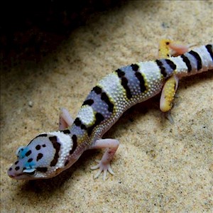 Leopard Gecko - Mack Snow  (Juvenile-Unsexed 0.0.1) (Eublepharus macularis).. LARGE