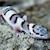 Leopard Gecko - Mack Snow  (Juvenile-Unsexed 0.0.1) (Eublepharus macularis).. SWATCH