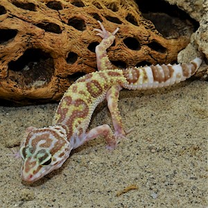 Albino Leopard Gecko (SubAdult) (Eublepharis macularius) LARGE