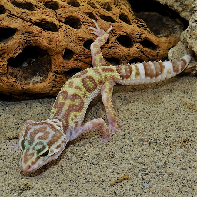 Albino Leopard Geckos for Sale | ReptileOrders | Ontario, Canada