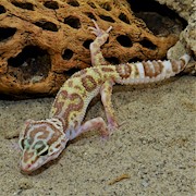 subadult albino leopard gecko walking over sand THUMBNAIL