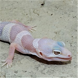 Leopard Gecko - Mack Snow/Albino  (Juvenile-Unsexed 0.0.1) (Eublepharus macularis) LARGE