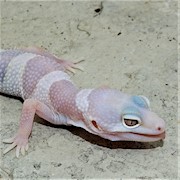 Leopard Gecko - Mack Snow/Albino  (Juvenile-Unsexed 0.0.1) (Eublepharus macularis) THUMBNAIL