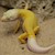 Leopard Gecko - Albino/Leucistic  (SubAdult-Unsexed 0.0.1) (Eublepharus macularis) SWATCH