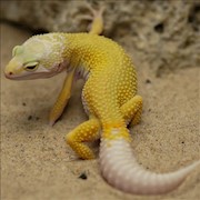 Leopard Gecko - Albino/Leucistic  (SubAdult-Unsexed 0.0.1) (Eublepharus macularis) THUMBNAIL