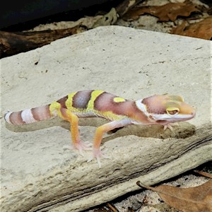 Leopard Gecko - Albino (Juvenile) (Eublepharis macularius) LARGE