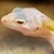 Leopard Gecko - Albino Leucistic (Juvenile) (Eublepharis macularius) SWATCH