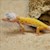 Leopard Gecko - Albino Leucistic (Juvenile) (Eublepharis macularius) SWATCH