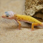 Leopard Gecko - Albino Leucistic (Juvenile) (Eublepharis macularius) THUMBNAIL