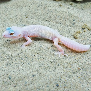 Leopard Gecko - Blazing Blizzard  (Juvenile-Unsexed 0.0.1) (Eublepharus macularis).. LARGE