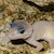 Leopard Gecko - Blizzard (Juvenile) (Eublepharis macularius) SWATCH