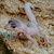 Leopard Gecko - Blizzard (Juvenile) (Eublepharis macularius) SWATCH