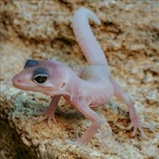 Leopard Gecko - Blizzard (Juvenile) (Eublepharis macularius) THUMBNAIL