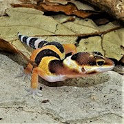 Leopard Gecko - Calico (Juvenile) (Eublepharis macularius) THUMBNAIL