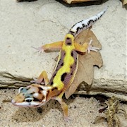 Leopard Gecko - Jungle (Juvenile) (Eublepharus macularis) THUMBNAIL