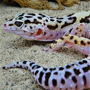 Leopard Gecko - Mack Snow  (SubAdult-Unsexed 0.0.1) (Eublepharus macularis).. LARGE