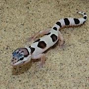 Leopard Gecko - Mack Snow (Juvenile) (Eublepharis macularius) THUMBNAIL