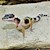 Leopard Gecko - Normal (Juvenile) (Eublepharis macularius) SWATCH