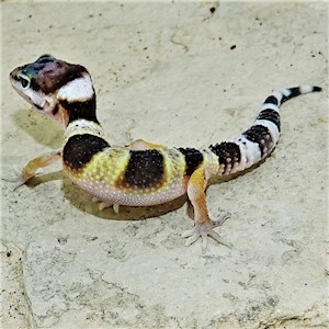 Leopard Gecko - Normal (Juvenile) (Eublepharis macularius) LARGE