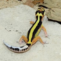 Leopard Gecko - Striped (Juvenile) (Eublepharis macularius) MAIN