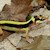 Leopard Gecko - Striped (Juvenile) (Eublepharis macularius) SWATCH