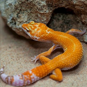 Leopard Gecko - Sunglow  (SubAdult-Unsexed 0.0.1) (Eublepharus macularis).. LARGE