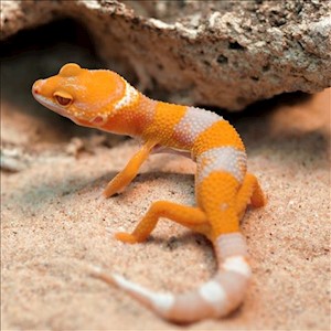 Leopard Gecko - Sunglow (Juvenile) (Eublepharis macularius) LARGE