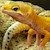 Leopard Gecko - Sunglow  (SubAdult-Unsexed 0.0.1) (Eublepharus macularis).. SWATCH