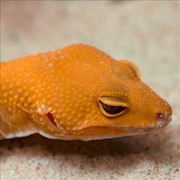 Leopard Gecko - Tangerine Tornado  (SubAdult-Unsexed 0.0.1) (Eublepharus macularis).. THUMBNAIL