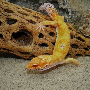 Leopard Gecko - Albino Clown (Juvenile) (Eublepharis macularius) LARGE