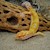 Leopard Gecko - Albino Clown (Juvenile) (Eublepharis macularius) SWATCH